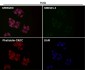Anti-p21 CDKN1A Rabbit Monoclonal Antibody